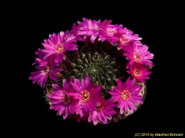 Sulcorebutia tiraquensis v. longiseta WR255 2219 (2)